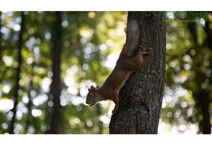 Продажа, 1 к. квартира, Клин, д. 30