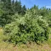 Продажа, участок, Андреевка, 16 соток сот