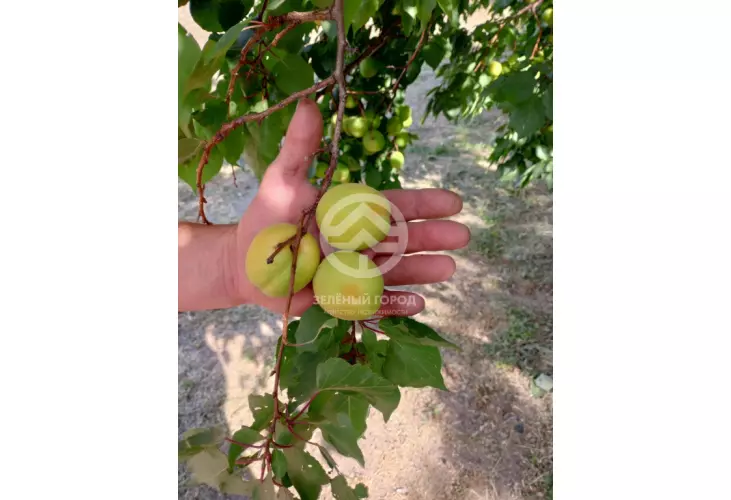 Продажа, дом, Хутор Светлый, 78 кв.м, 15 сот