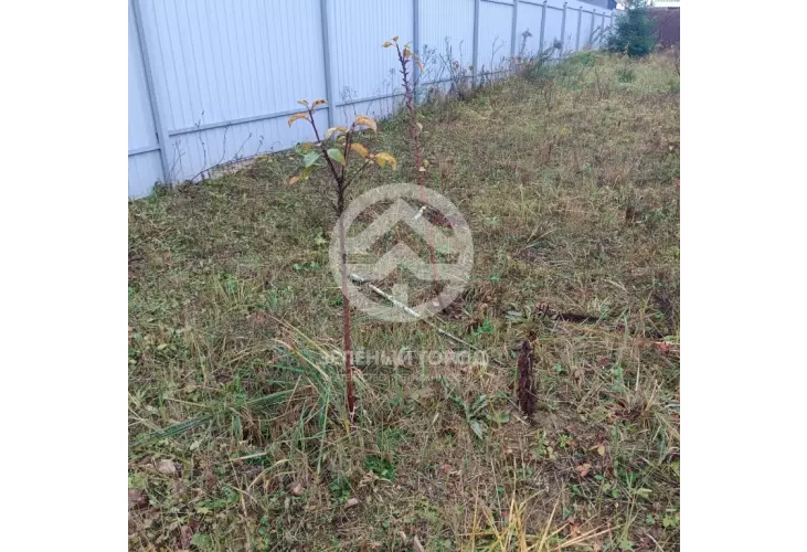 Продажа, участок, Пятницкая слобода ТСН, 12 сот