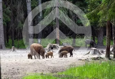 Продажа, участок, Васильково, 12 сот