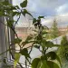 Продажа, дом, Мошницы, 2053 кв.м, 10 сот