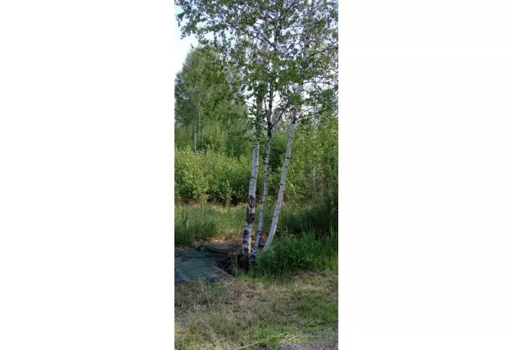 Продажа, участок, Масюгино, 10 сот