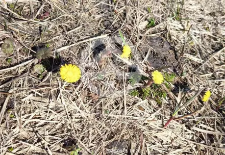 Продажа, участок, Бортницы, 11 сот