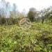 Продажа, дом, Радованье, 383 кв.м, 24 сот